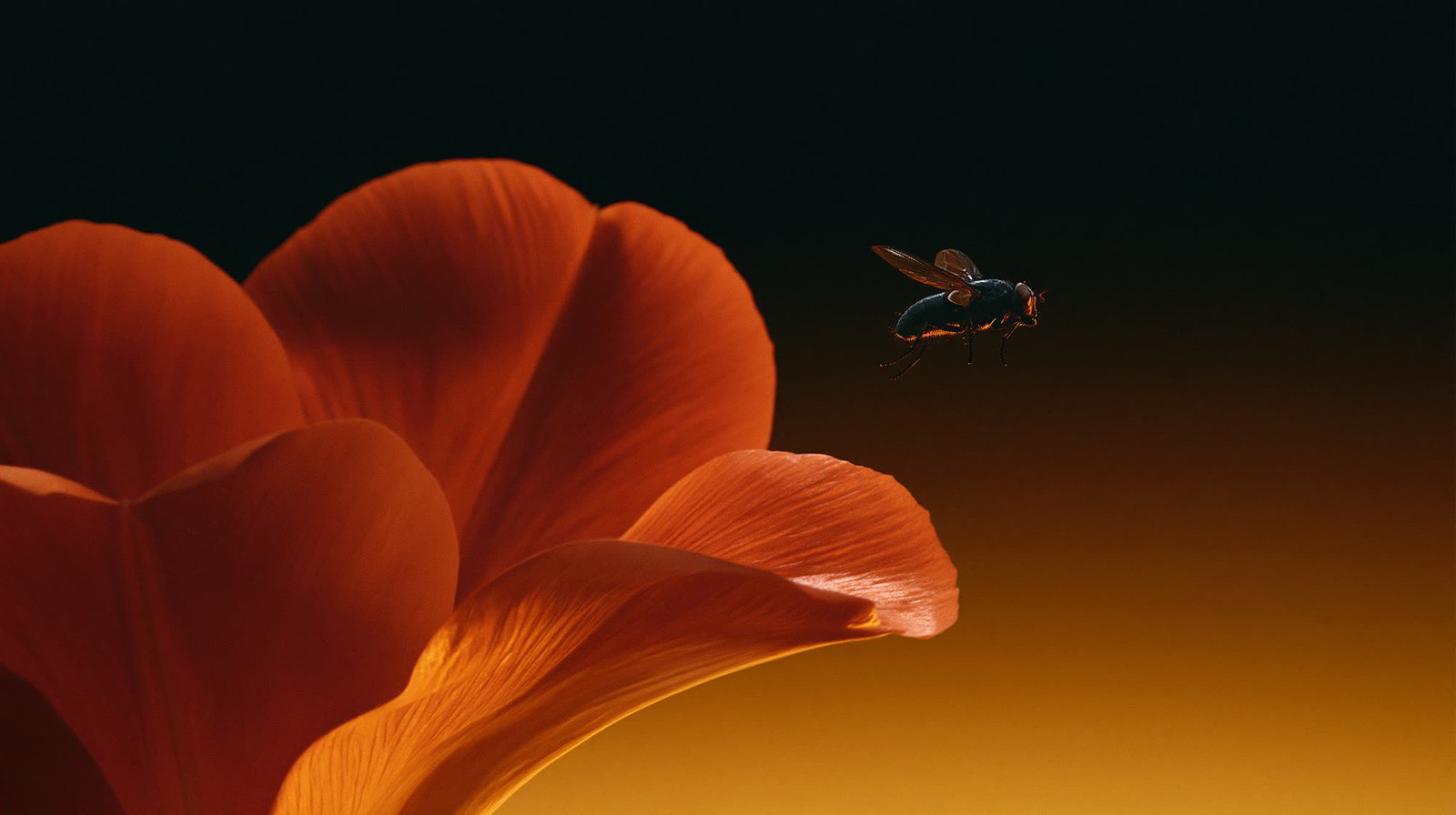 Flor roja con una mosca, exploración visual de Lumenis
